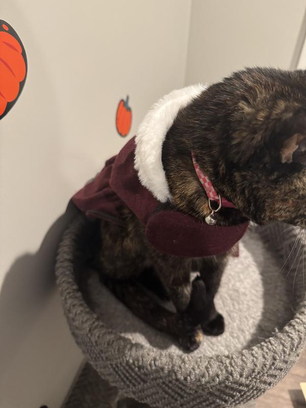 Tortie cat right side with Velcro hanging from belly.