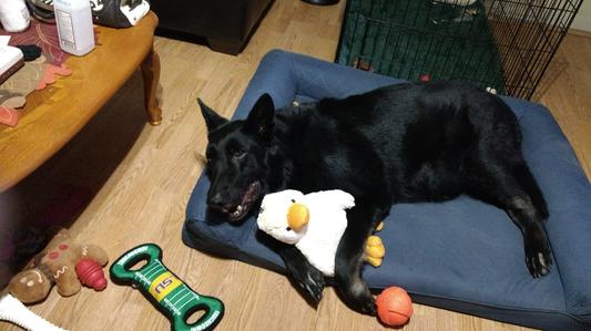 Coal Loves Chewy!