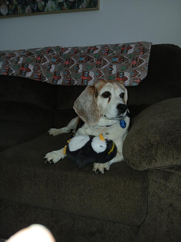 Happy, active beagle