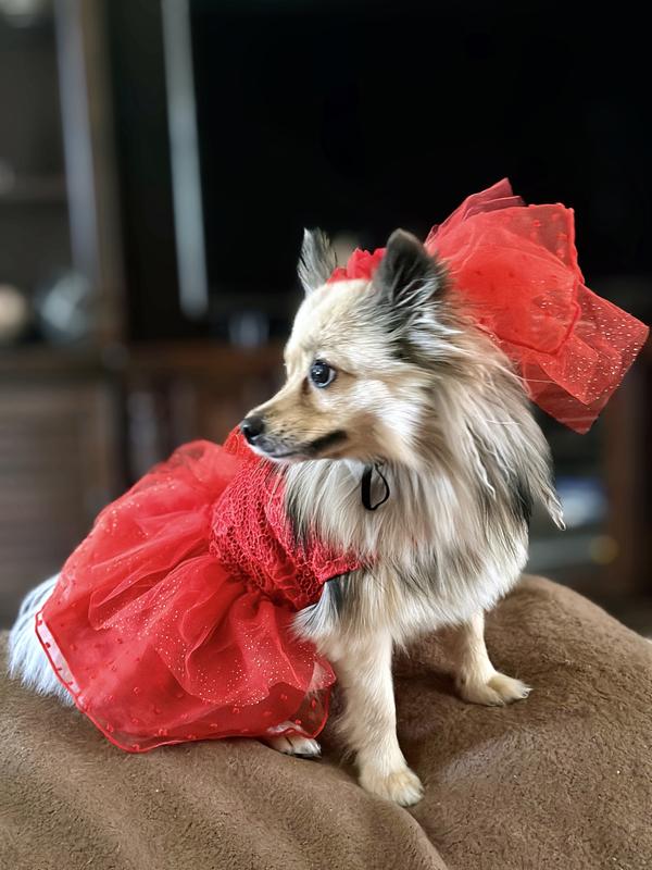 open lace back dress Wedding Dresses For Dogs