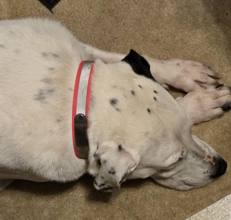 Resting with her new collar.
