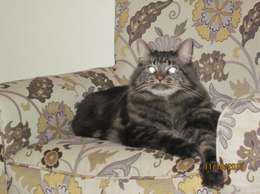Ralph my Maine Coon and BIG Chewy fan!!!