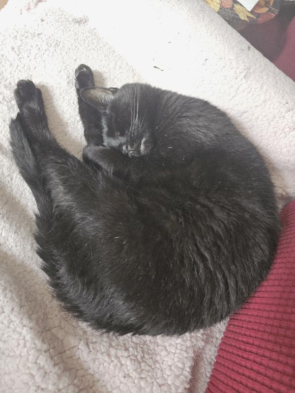 Artemis in pretzel pose in her spot