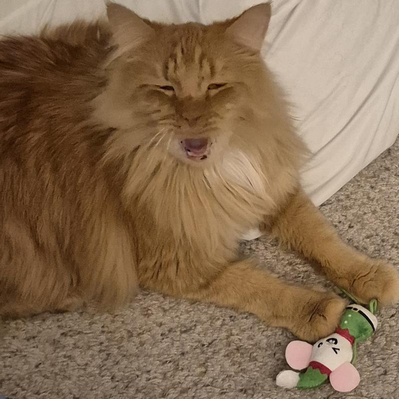 Oliver played with his toy elf mouse  until he was very sleepy