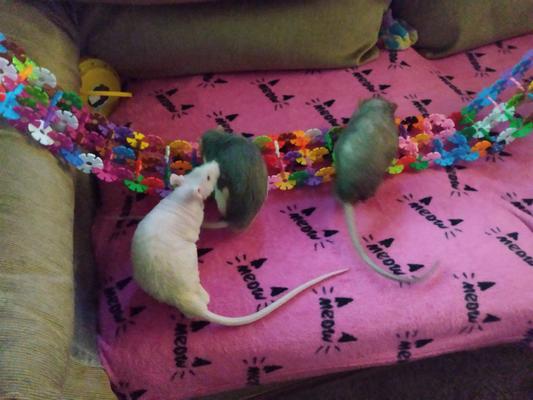 Sweet boys