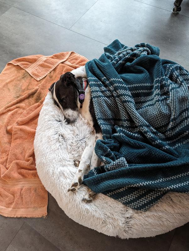 FRISCO Eyelash Cat & Dog Bolster Bed, Sand, Medium