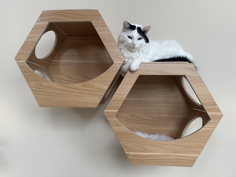 his favorite spot to lounge