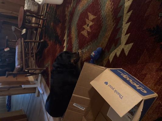 Chewy delivery while on VACATION!!