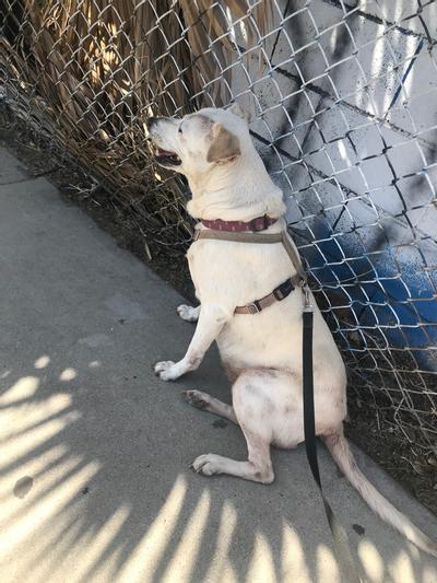 Right here you can see where she would get itchy on her left side,tail,legs,paws