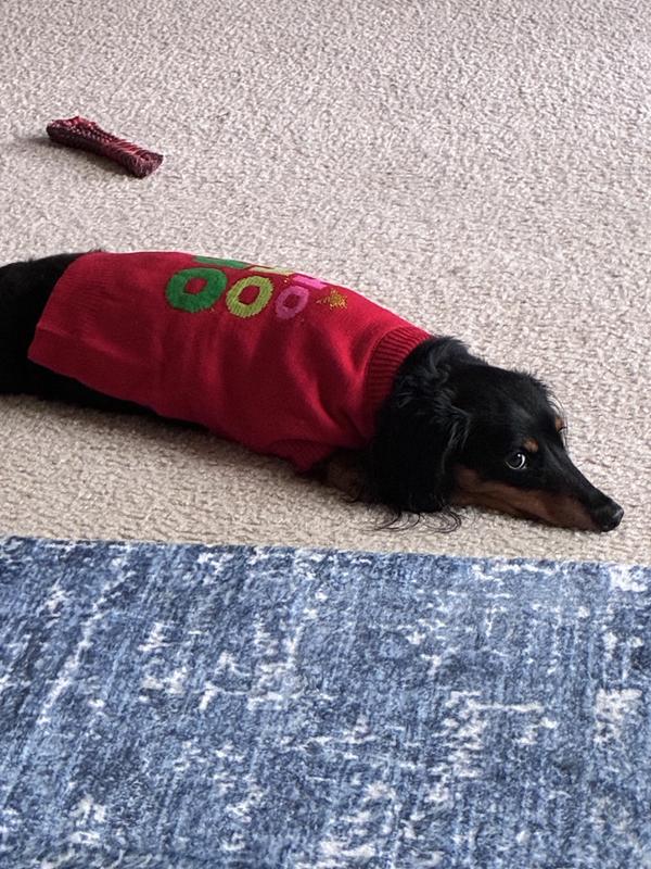 Oscar’s Holiday Sweater 2025