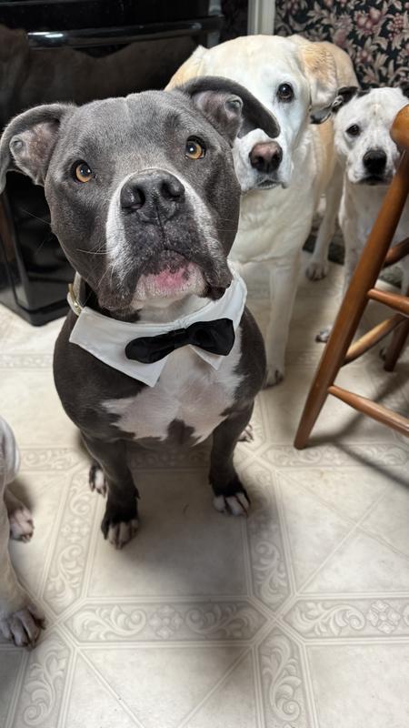 Dapper boy!