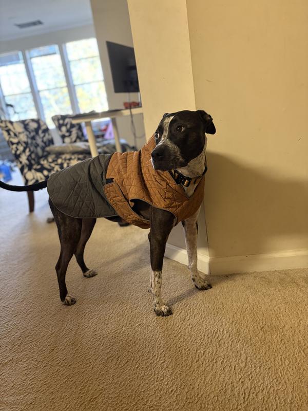 X-Large for 52lbs medium size