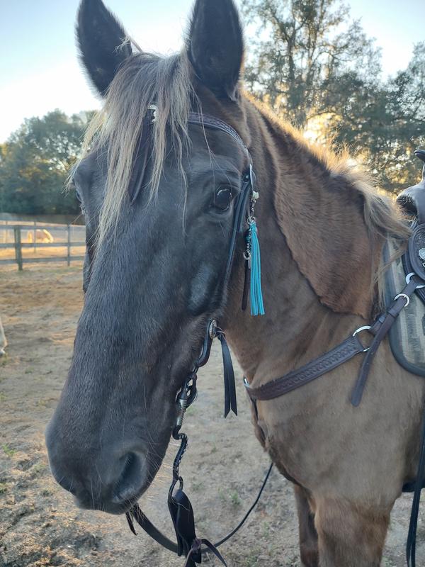 My happy healthy and protected Mack