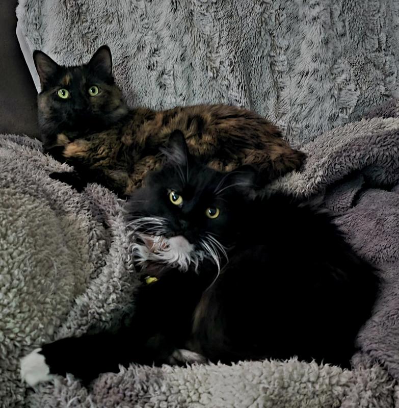 The picky one is Lizzie in the back. Wheezy is the one that would eat anything is in front.