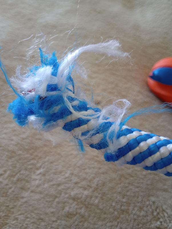 Rope was chewed up