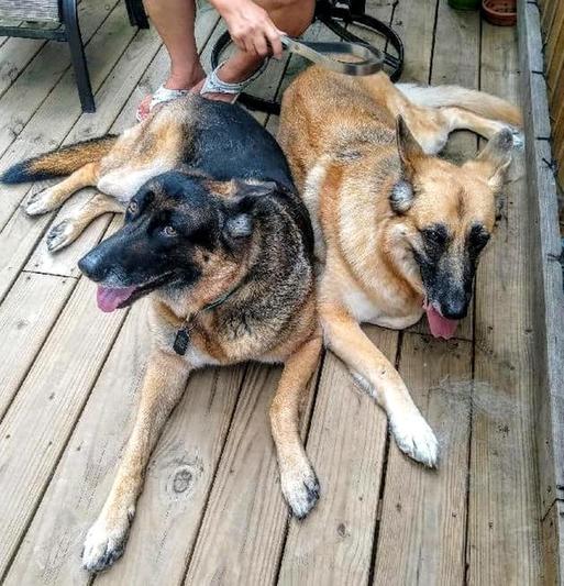 Dozer on the left, and on the right is our new girl.
