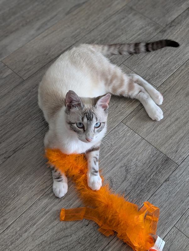 Orange koi bringing out his blue eyes 🧡🩵