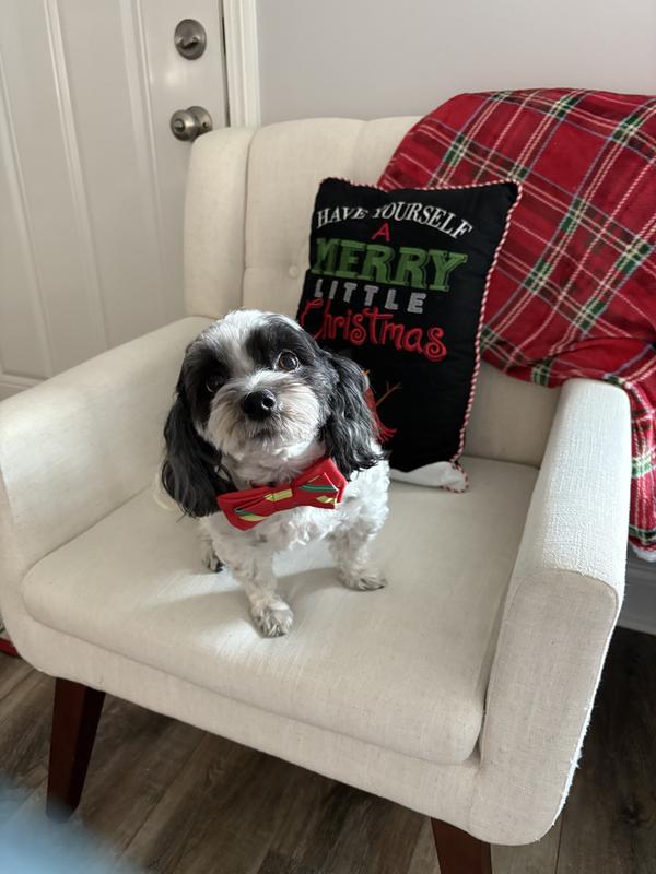Love this collar for Christmas 🎄