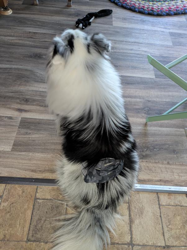 Frosty wears his belly band willingly. I liked the dark color best as it hardly shows on him.