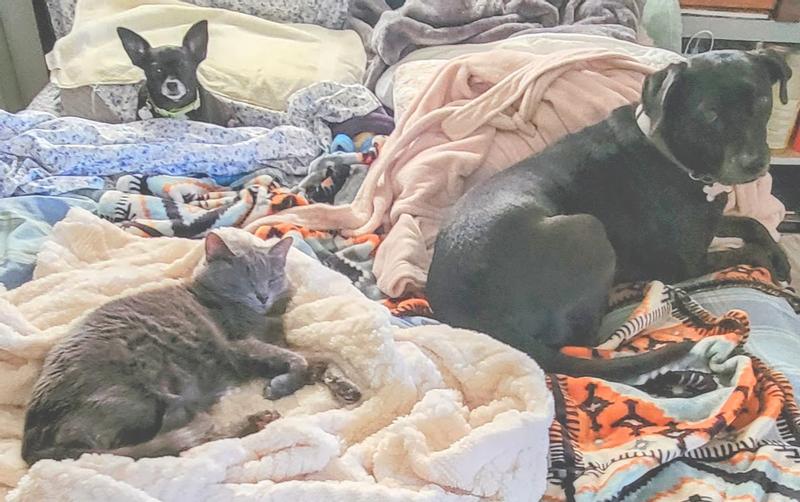 The trio from BigBlackDogStudio bed-hogging everything fleece after eating their breakfast