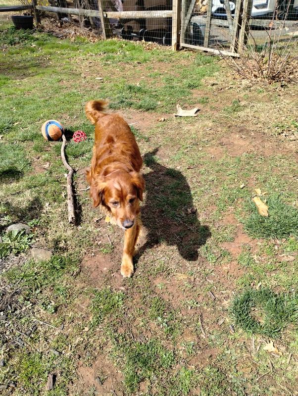 Tugboat just had the zoomies after he ate his belly felt so good !!😊