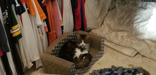 Natasha wants you to tell her how purrty she is!