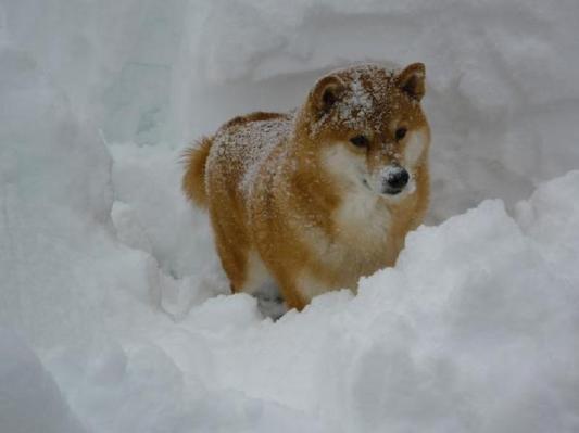 Snowmagedon Max
