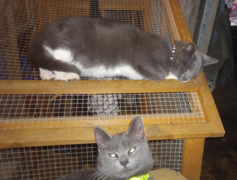 FAT CAT Zoom Around The Room Organic Catnip, 1/2-oz bag, bundle of 2 ...