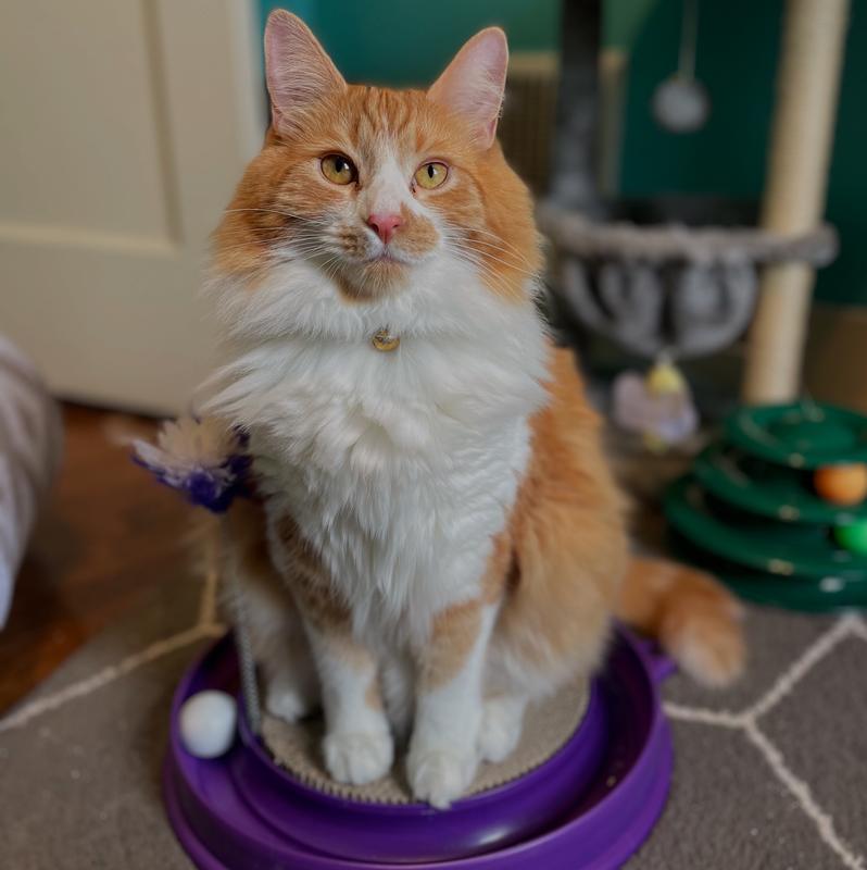 Post grooming fluffiness!