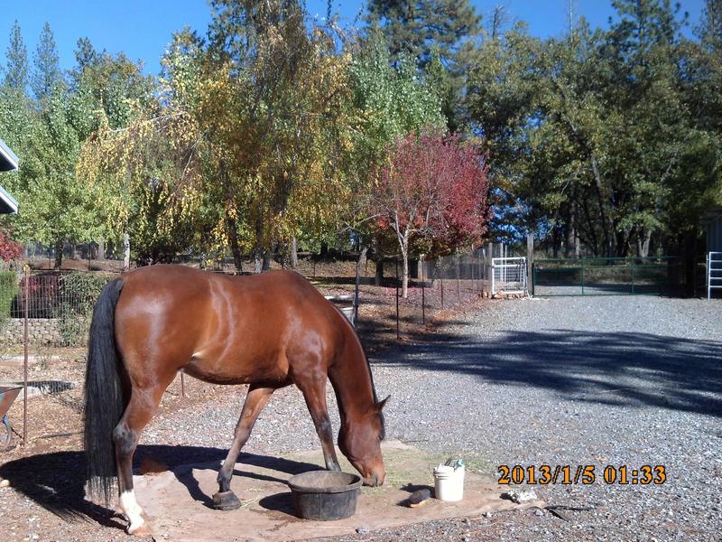 John Jamaal of Psax, my Arabian gelding at ten years old.