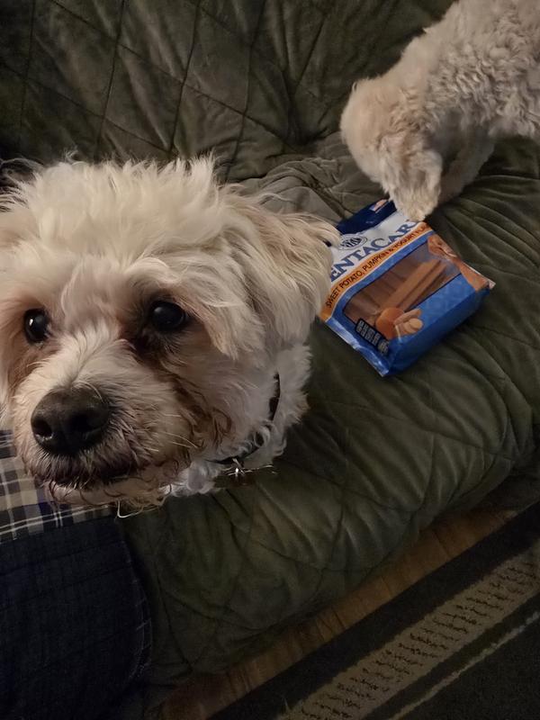 Mickey missing teeth age 10 but enjoys treats