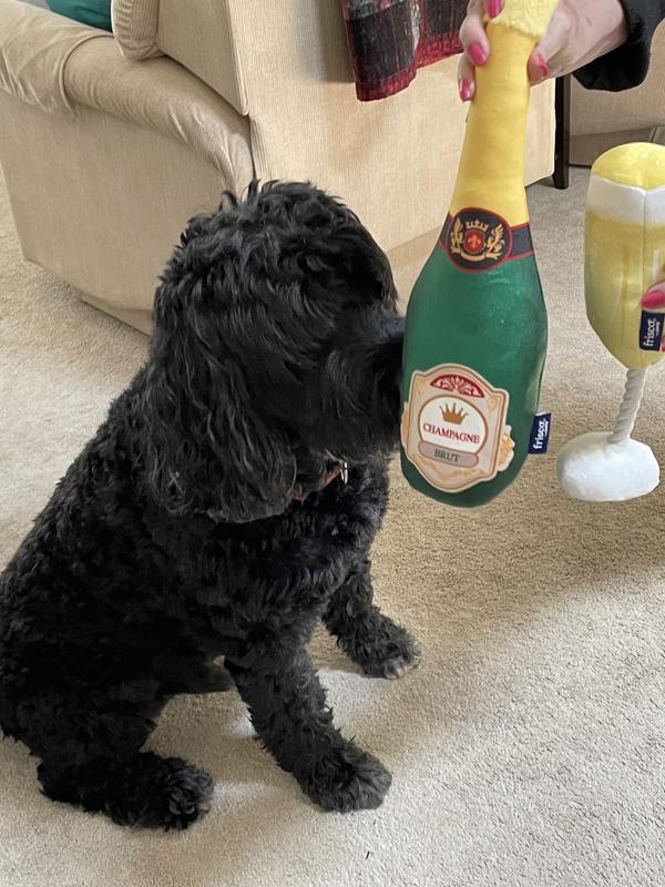 Perfect gift for a 12 year old Portuguese Water Dog.