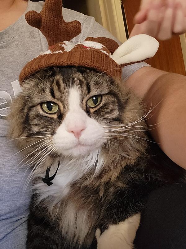 Kitty wearing the hat.