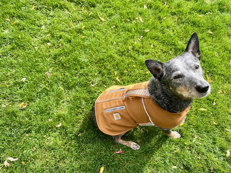 Finn looking handsome in his new coat!