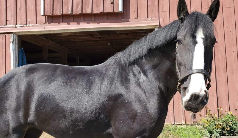 My Shire Mare