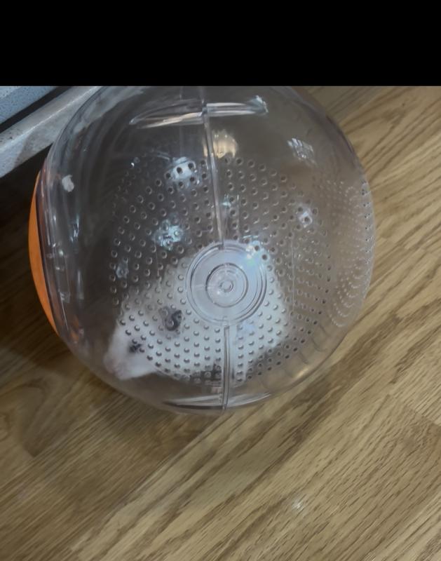 Possum aka Psycho trying out the hamster ball.