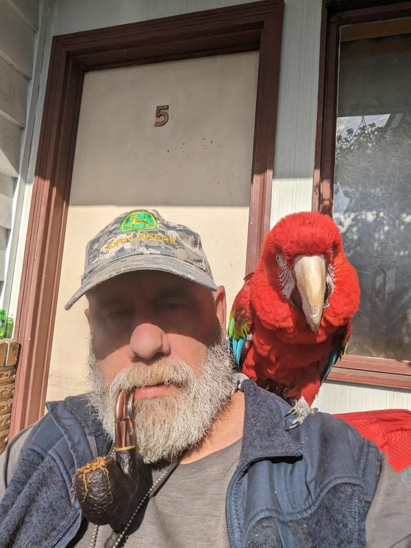 This is our green Wing macaw with her papa