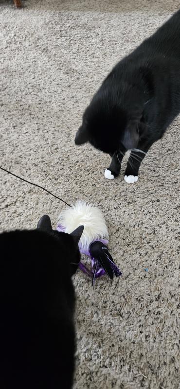 Product Reviews for DISNEY Halloween Villains Ursula Teaser Cat