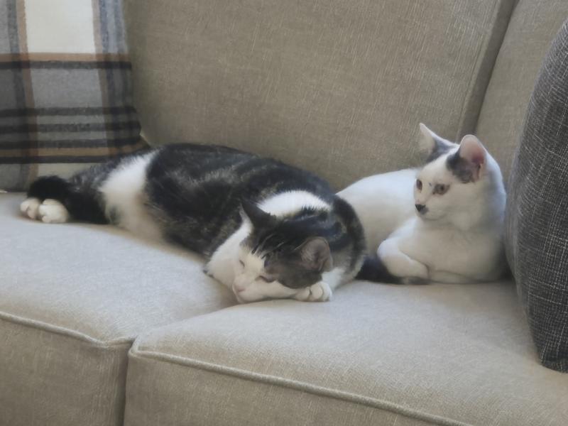 Full bellies - ready for a nap