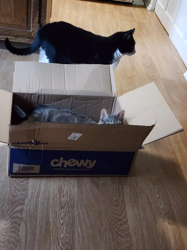 Pearl & Oreo ❤️ Chewy deliveries