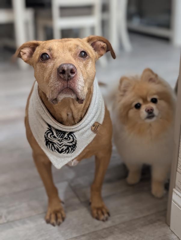 Pretty pittie Ruby! 13 years old. Does she look like to to you?