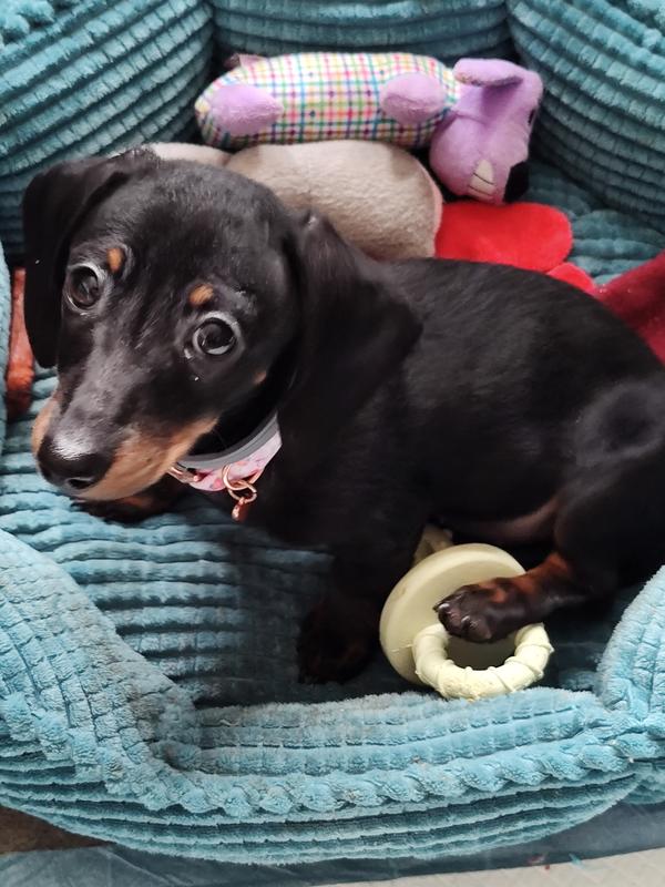 Stella.