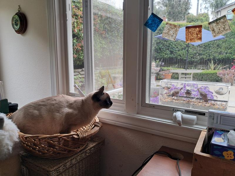 Mr. Bumble patiently waiting for finches to fly right into his mouth