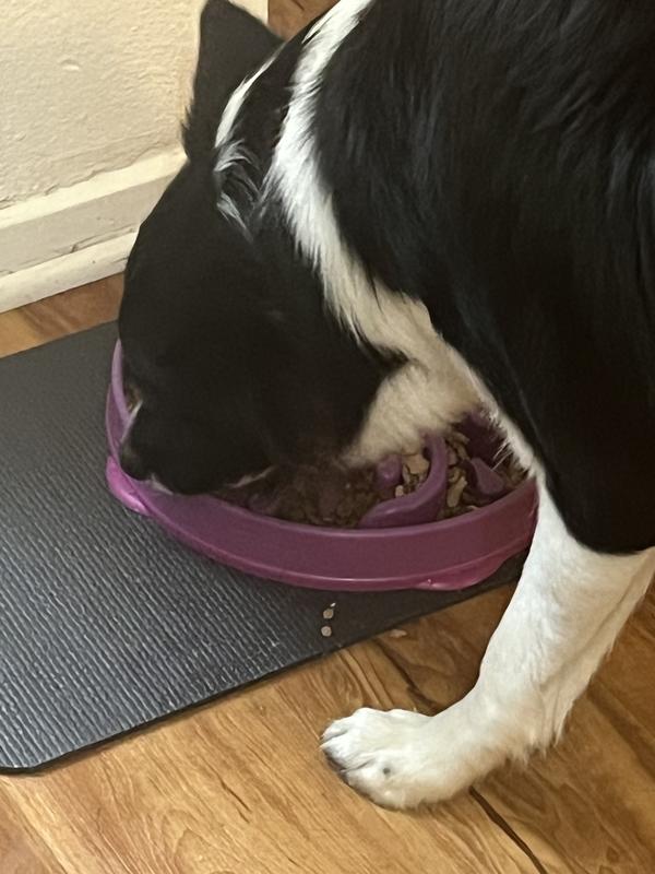 Enjoyed the taste on top of wet food