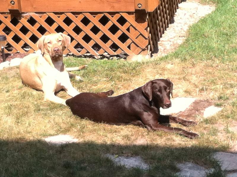 Buford (yellow boy) and Sophie (chocolate girl)