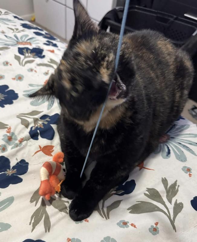 My cat chewing on the string