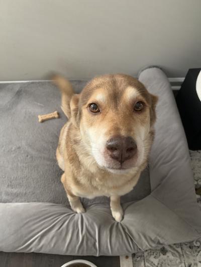 Happy full dog!