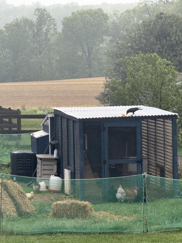 One bird having a treat.