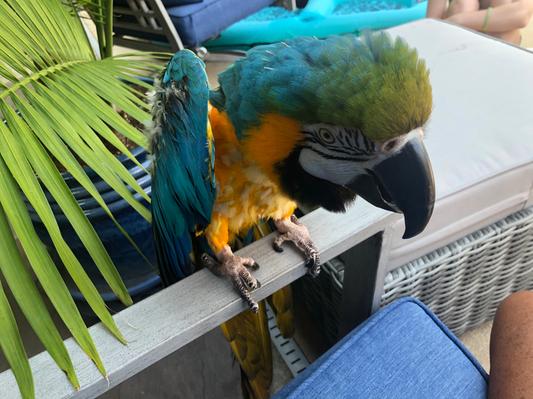 Our macaw Buffett