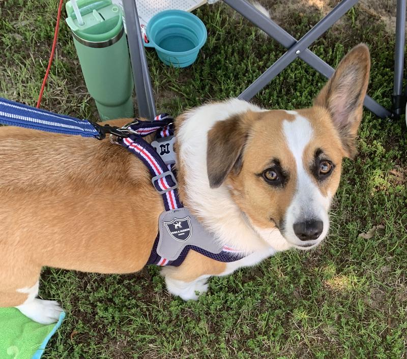 HUGO & HUDSON Easy V Dog Harness, Green, Size 2